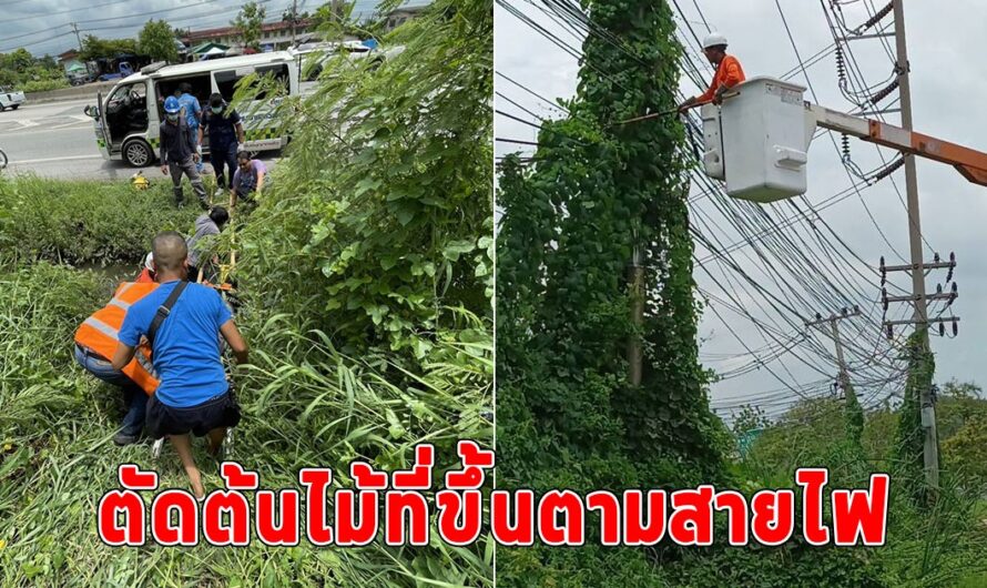 สลด ลูกจ้างการไฟฟ้าตัดต้นไม้ที่ขึ้นตามสายไฟถูกไฟช็อกตกลงมาเสียชีวิต